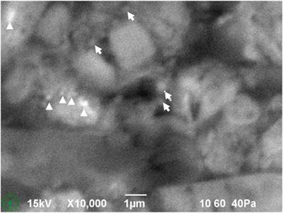 Microstructure of confectionery masses revealed by cryo-planing